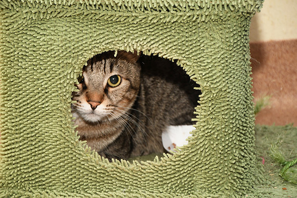 DMP_1161