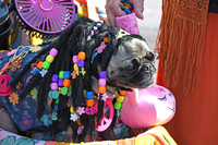HSTC Pup Crawl 2025